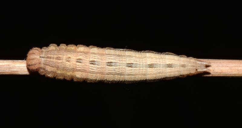 Bruco da Id: Minois dryas - Nymphalidae Satyrinae